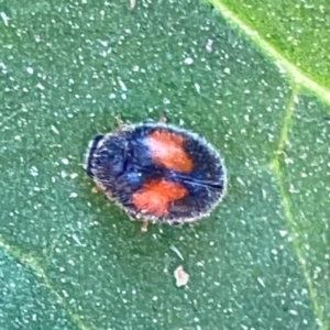 Diomus notescens at Sullivans Creek, Lyneham North - 29 Mar 2024 02:33 PM