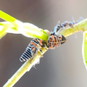 Eurymelinae (subfamily) at Sullivans Creek, Lyneham North - 29 Mar 2024