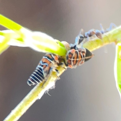 Eurymelinae (subfamily) (Unidentified eurymeline leafhopper) at Sullivans Creek, Lyneham North - 29 Mar 2024 by Hejor1