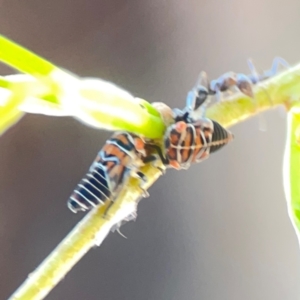 Eurymelinae (subfamily) (Unidentified eurymeline leafhopper) at Sullivans Creek, Lyneham North by Hejor1