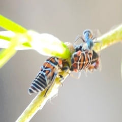 Eurymelinae (subfamily) at Sullivans Creek, Lyneham North - 29 Mar 2024