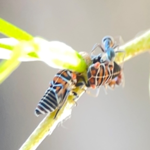 Eurymelinae (subfamily) at Sullivans Creek, Lyneham North - 29 Mar 2024