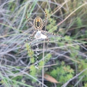 Argiope trifasciata at suppressed - 29 Mar 2024