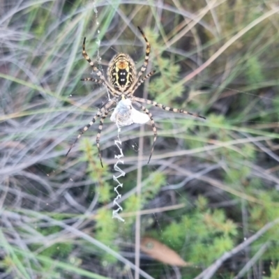 Argiope trifasciata (Banded orb weaver) at Bungendore, NSW - 29 Mar 2024 by clarehoneydove