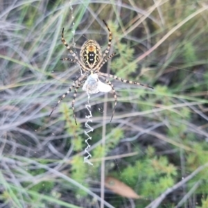 Argiope trifasciata (Banded orb weaver) at suppressed by clarehoneydove