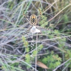 Argiope trifasciata at suppressed - 29 Mar 2024