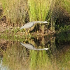 Egretta novaehollandiae (White-faced Heron) at Rugosa - 29 Mar 2024 by SenexRugosus