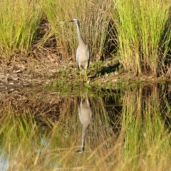 Egretta novaehollandiae at Rugosa - 29 Mar 2024