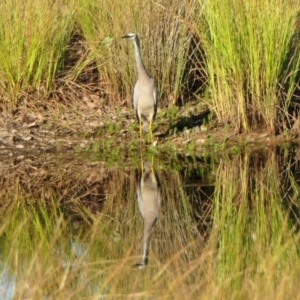 Egretta novaehollandiae at Rugosa - 29 Mar 2024