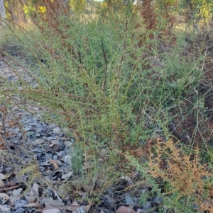 Daviesia ulicifolia subsp. ruscifolia at Rugosa - 29 Mar 2024 05:05 PM