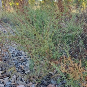 Daviesia ulicifolia subsp. ruscifolia at Rugosa - 29 Mar 2024