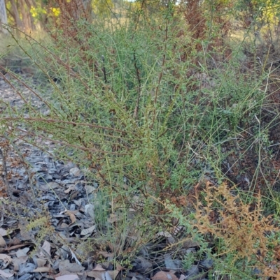 Daviesia squarrosa at Yass River, NSW - 29 Mar 2024 by SenexRugosus