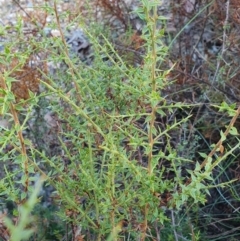Daviesia ulicifolia subsp. ruscifolia at Rugosa - 29 Mar 2024