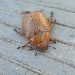 Anoplognathus sp. (genus) at Gunning Bush Block - 29 Mar 2024 by JohnS