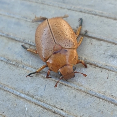 Anoplognathus sp. (genus) (Unidentified Christmas beetle) at Gunning Bush Block - 29 Mar 2024 by JohnS