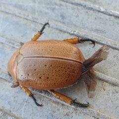 Anoplognathus sp. (genus) at Gunning Bush Block - 29 Mar 2024