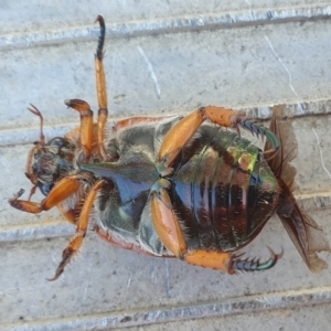 Anoplognathus sp. (genus) at Gunning Bush Block - 29 Mar 2024