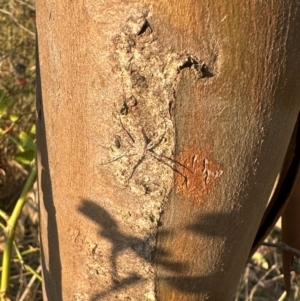 Tamopsis sp. (genus) at Mulligans Flat - 29 Mar 2024