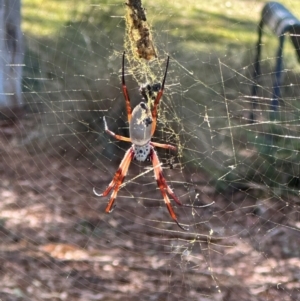 Trichonephila edulis (Golden orb weaver) at University of Canberra by yomama
