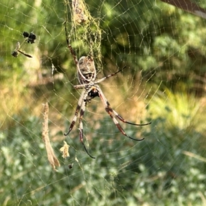 Trichonephila edulis at University of Canberra - 26 Mar 2024