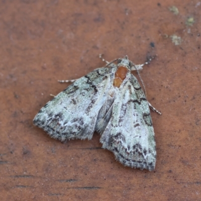 Calathusa mesospila (Spotted Calathusa) at Broulee Moruya Nature Observation Area - 28 Mar 2024 by LisaH