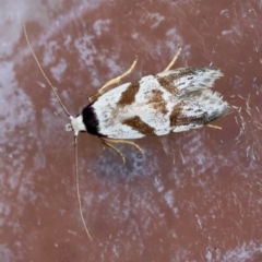Oxythecta zonoteles (A Concealer moth (Chezala group)) at Broulee Moruya Nature Observation Area - 28 Mar 2024 by LisaH