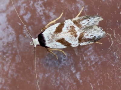 Oxythecta zonoteles (A Concealer moth (Chezala group)) at Moruya, NSW - 28 Mar 2024 by LisaH