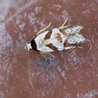 Oxythecta zonoteles (A Concealer moth (Chezala group)) at Moruya, NSW - 29 Mar 2024 by LisaH