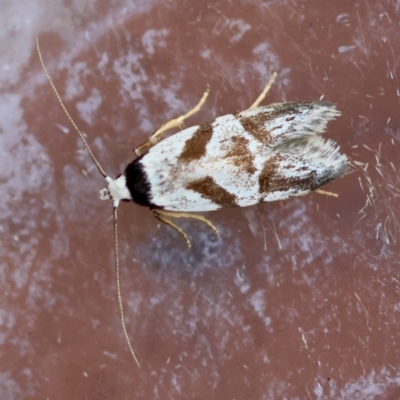 Oxythecta zonoteles (A Concealer moth (Chezala group)) at Moruya, NSW - 28 Mar 2024 by LisaH