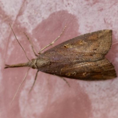 Hypena subvittalis (A Noctuid moth (Hypeninae)) at Broulee Moruya Nature Observation Area - 28 Mar 2024 by LisaH