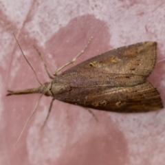 Hypena subvittalis (A Noctuid moth (Hypeninae)) at suppressed - 28 Mar 2024 by LisaH