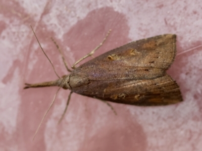 Hypena subvittalis (A Noctuid moth (Hypeninae)) at Moruya, NSW - 28 Mar 2024 by LisaH