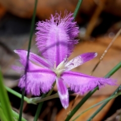 Thysanotus tuberosus subsp. tuberosus (Common Fringe-lily) at Broulee Moruya Nature Observation Area - 29 Mar 2024 by LisaH
