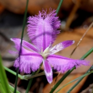 Thysanotus tuberosus subsp. tuberosus at Moruya, NSW - 29 Mar 2024