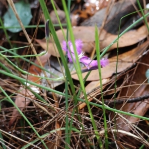 Thysanotus tuberosus subsp. tuberosus at Moruya, NSW - 29 Mar 2024