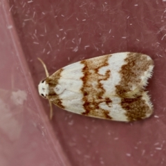 Unidentified Moth (Lepidoptera) at Moruya, NSW - 28 Mar 2024 by LisaH