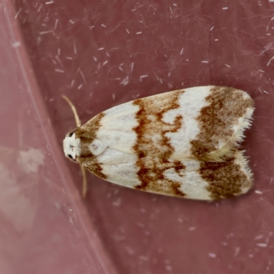 Unidentified Moth (Lepidoptera) at Moruya, NSW - 28 Mar 2024 by LisaH
