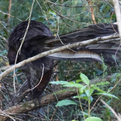 Menura novaehollandiae (Superb Lyrebird) at Broulee Moruya Nature Observation Area - 29 Mar 2024 by LisaH