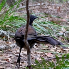 Menura novaehollandiae at Moruya, NSW - 29 Mar 2024