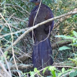 Menura novaehollandiae at Moruya, NSW - 29 Mar 2024