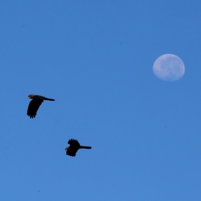 Calyptorhynchus lathami (Glossy Black-Cockatoo) at Broulee Moruya Nature Observation Area - 28 Mar 2024 by LisaH