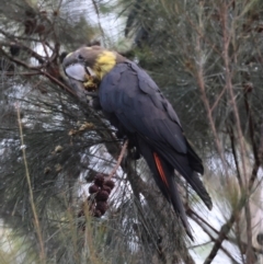 Calyptorhynchus lathami lathami at Moruya, NSW - suppressed