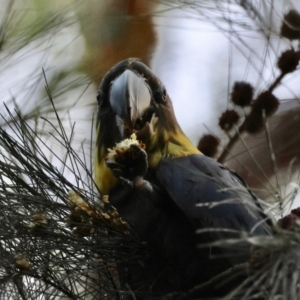 Calyptorhynchus lathami lathami at Moruya, NSW - suppressed