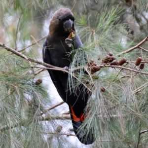 Calyptorhynchus lathami lathami at Moruya, NSW - suppressed