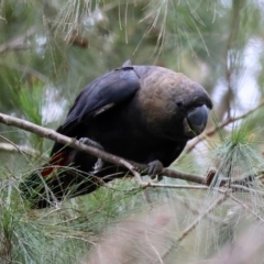 Calyptorhynchus lathami lathami at Moruya, NSW - suppressed