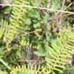 Argiope trifasciata at Fitzroy Falls, NSW - 23 Dec 2023 by JanHartog