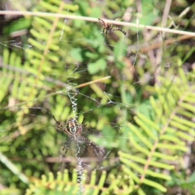 Unidentified Orb-weaving spider (several families) at Fitzroy Falls, NSW - 23 Dec 2023 by JanHartog