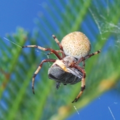 Salsa fuliginata (Sooty Orb-weaver) at Denman Prospect, ACT - 27 Mar 2024 by Harrisi