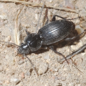 Unidentified Carab beetle (Carabidae) at suppressed by Harrisi