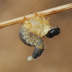 Perginae sp. (subfamily) (Unidentified pergine sawfly) at Denman Prospect, ACT - 27 Mar 2024 by Harrisi